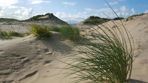 Marram grass