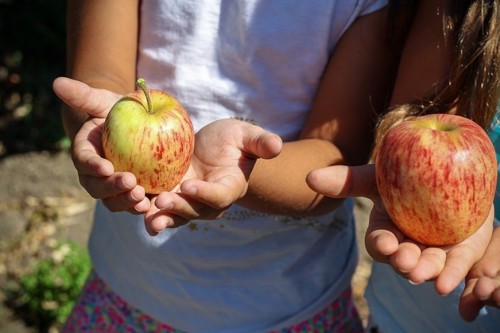 Apples held in two hands