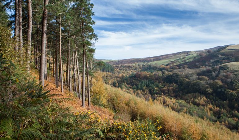 Trees on the Moel Famau mountain side