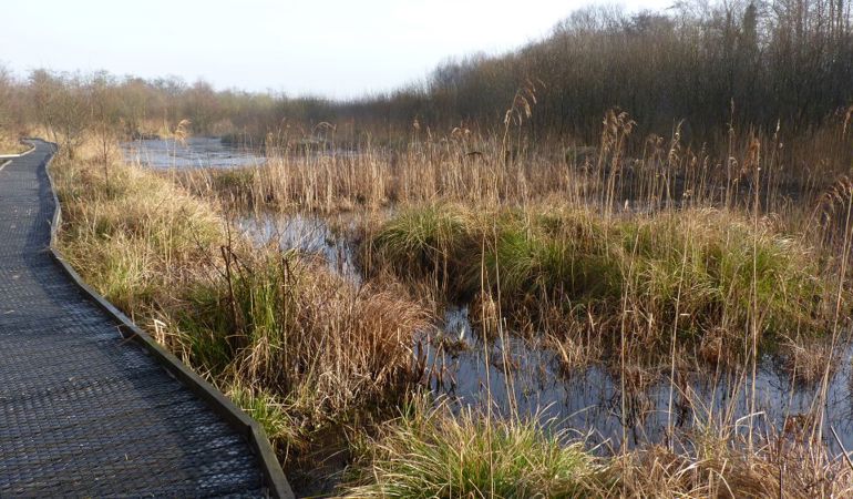 Crymlyn Bog