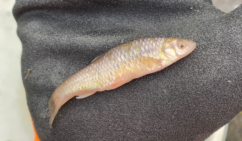 Topmouth gudgeon 