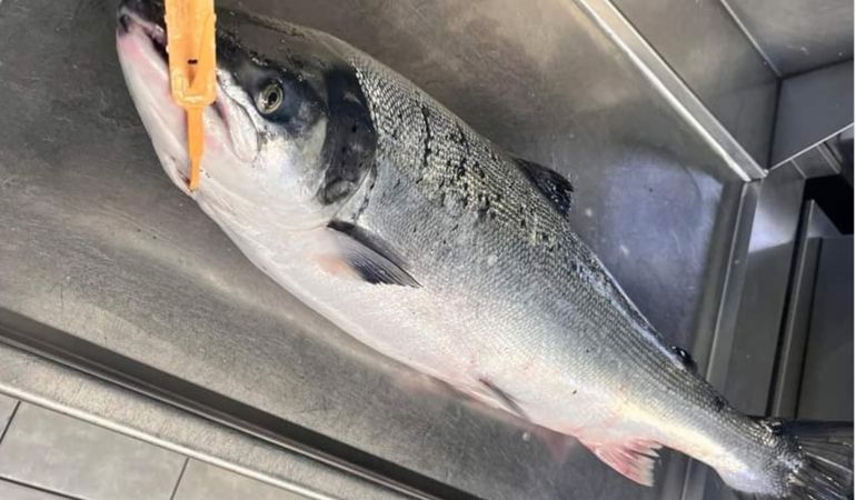 Mark Dellar salmon court case