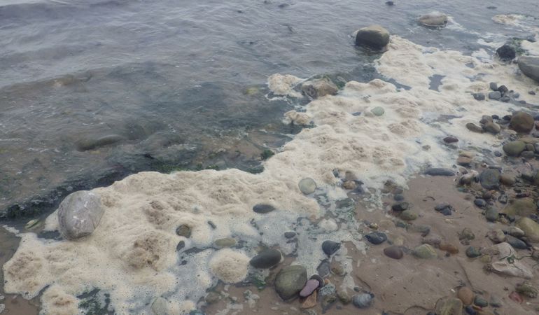 Marine Algae Bloom in water Marine Algae Bloom in water