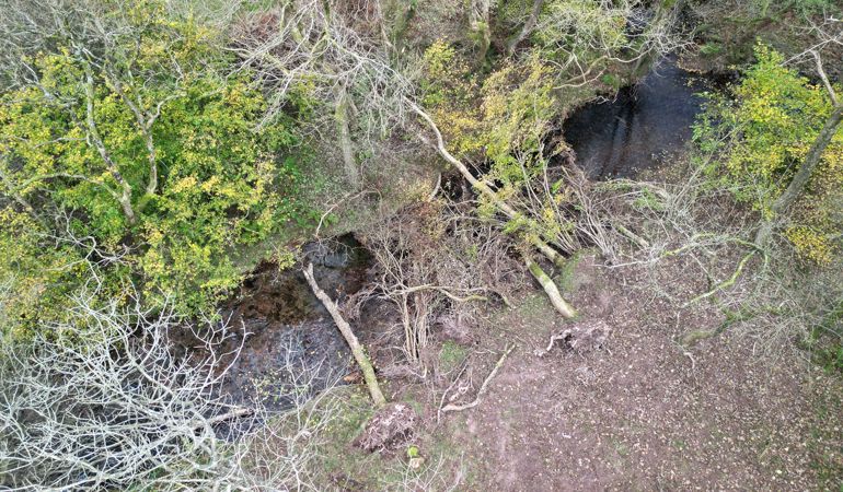 Pren a gyflwynwyd i Afon Tarell ar safle Fferm Tŷ Mawr yr Ymddiriedolaeth Genedlaethol.